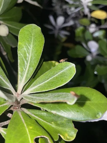 Brown-striped Litter Fly