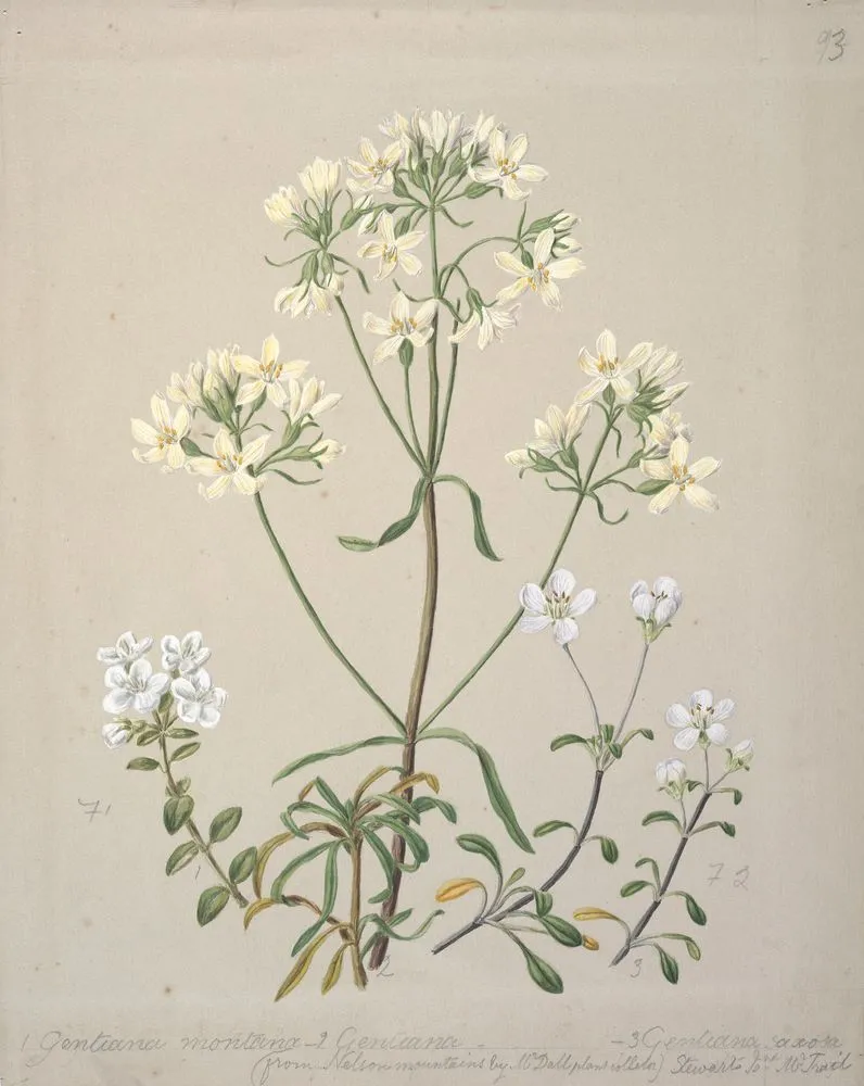 New Zealand Gentiana spp.