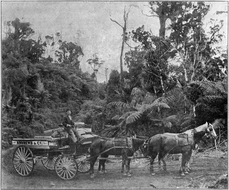 Auckland Scenery Conservation Society trip to the Waitakere Ranges.