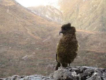 Image: Kea