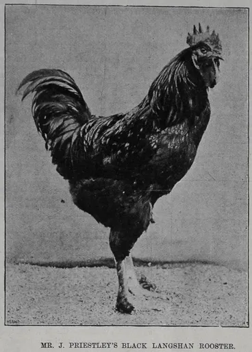 Mr J. Priestley's black langhorn rooster Image: Mr J. Priestley's black langhorn rooster