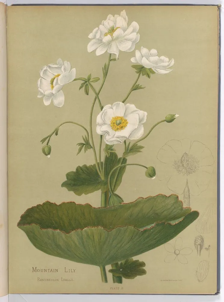 Ranunculus Lyallii. Plate 11 from the book: Fleurs Sauvages et Boix Precieux de la Nouvelle-Zelande
