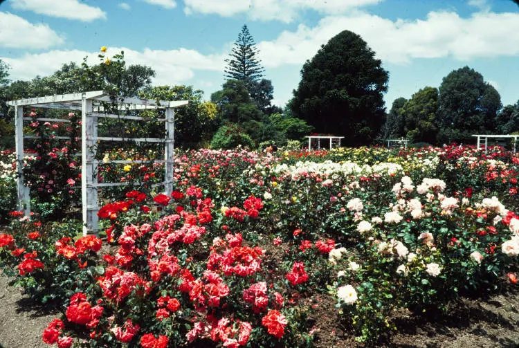 Parnell Rose Garden, Gladstone Road, 1982