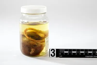 Rattus exulans - kiore, Polynesian rat, Pacific rat