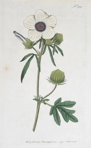 Image: Hibiscus trionum