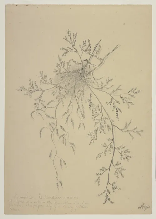 Harris, Emily Cumming, 1837-1925: Lycopodium Billardieri, varium. This specimen is from the Dun Mountain Line, Nelson. It is frequently of a lovely golden colour. 14th April [1890s].