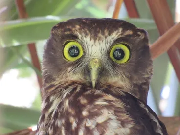 Image: Morepork