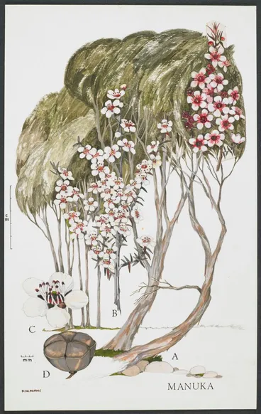 Image: Watercolour illustration of manuka (Leptospermum scoparium), Plate 15 in 'New Zealand Native Trees'.