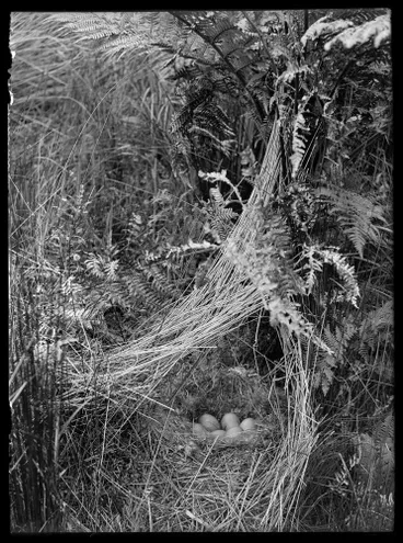 Image: Nature Studies - 1929