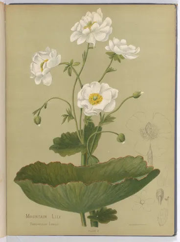 Image: Ranunculus Lyallii. Plate 11 from the book: Fleurs Sauvages et Boix Precieux de la Nouvelle-Zelande