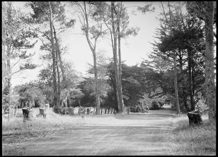 Avenue of Pines, Cornwall Park, 1915