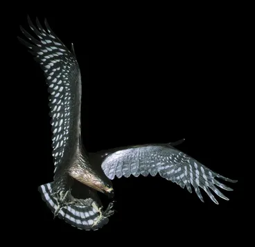 Image: Haast's eagle, Aquila moorei