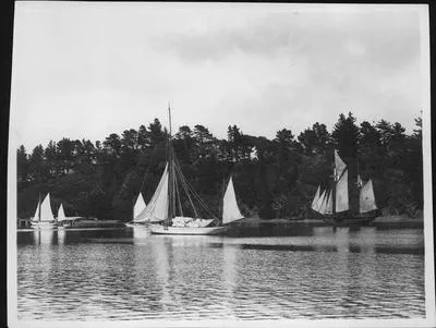 Yachts ''Ilex", "Thistle", "Viking" and ketch "Clematis" drying sails, in Mansion House Bay.