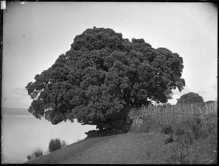 Pohutukawa tree, Maketu Pa, Kawhia Harbour