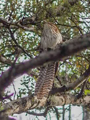 Image: Long-tailed Koel