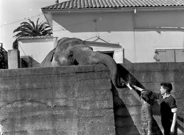 Image: Giraffe at Auckland series, Elephant.