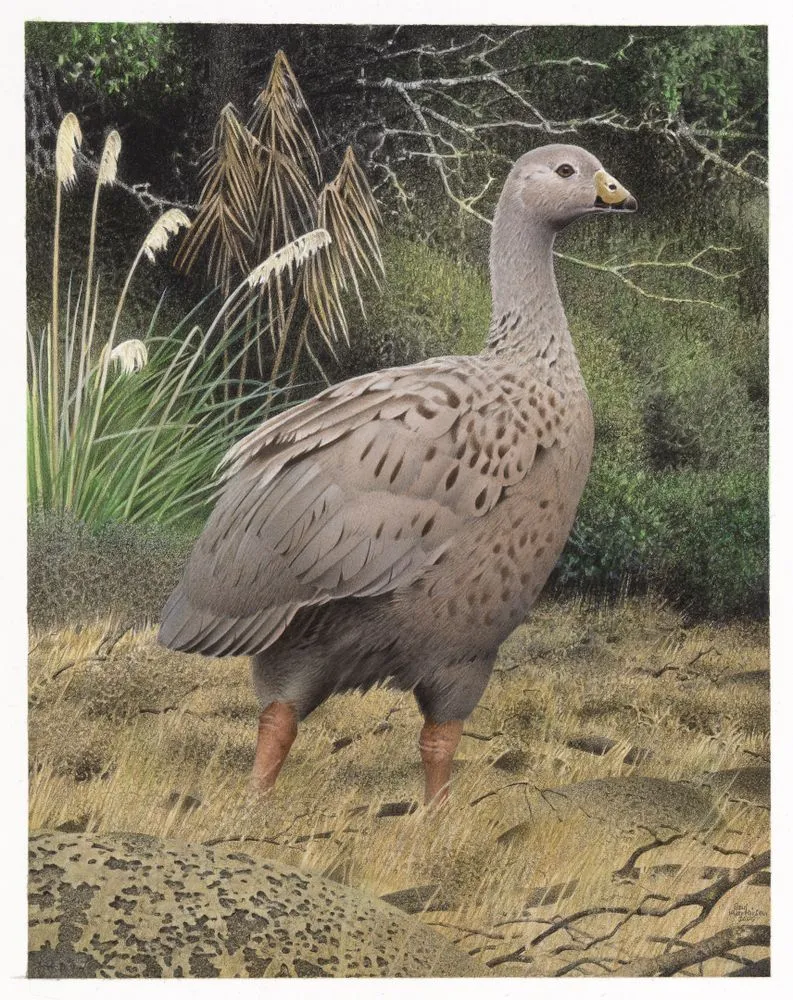 North Island Goose. Cnemiornis gracilis. From the series: Extinct Birds of New Zealand.