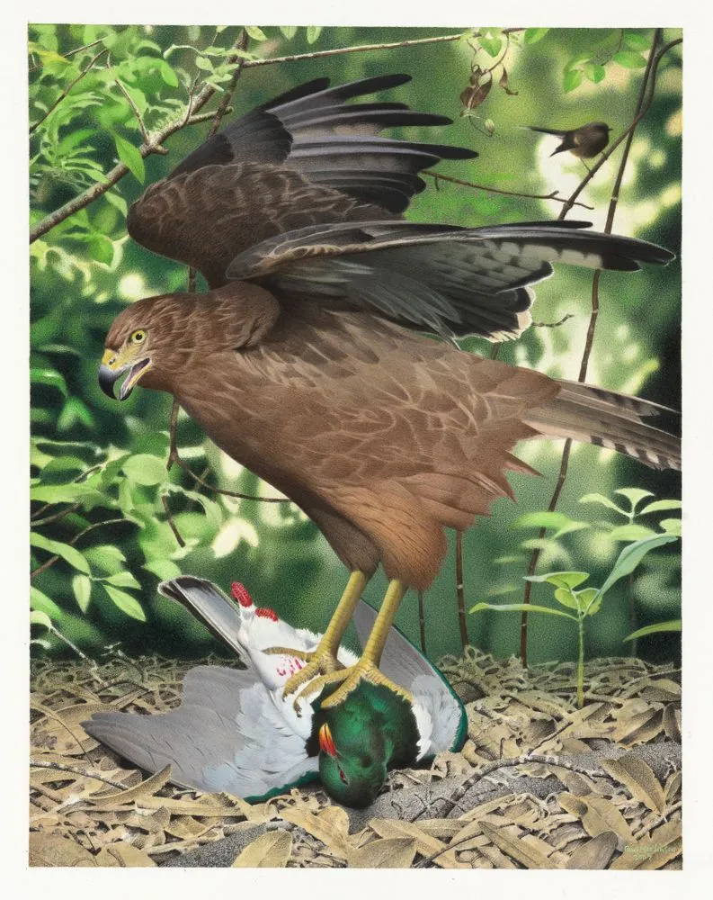 Forbes' Harrier. Circus teauteensis. From the series: Extinct Birds of New Zealand.