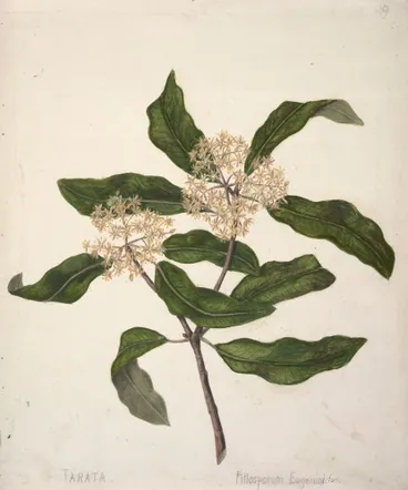 Image: Tarata, Pittosporum eugenioides