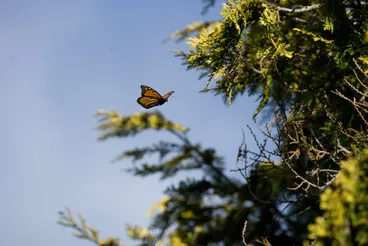 Image: Monarch butterfly (Danaus plexippus)