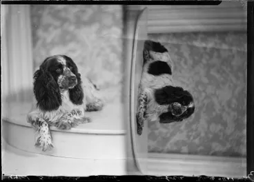 Image: Bamforth, Dog