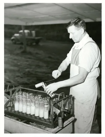 Image: Cheese Manufacture