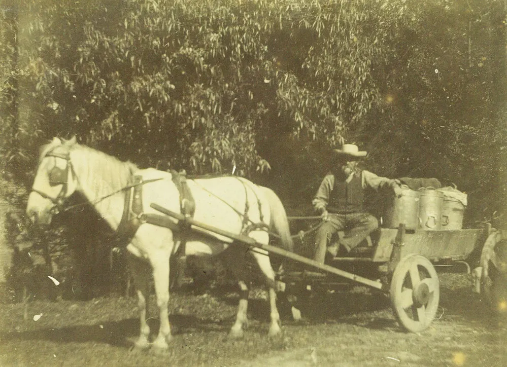 Norsewood Co-operative Dairy Company Limited. Milk delivery by scandi wagon, 1890s