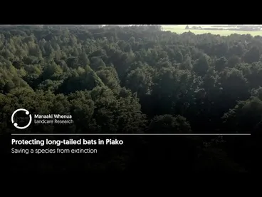 Image: Protecting long tailed bats in Piako
