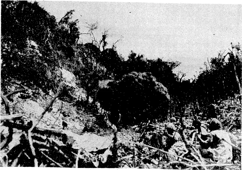 The resistance of Japanese who had barricaded themselves in a cave on Peleliu Island was ended recently, when an American marine demolition squad, blew them out ivith high explosive. Peleliu is i in. the Palqu Group; 530 miles east of the Philippines, (Evening Post, 17 November 1944)