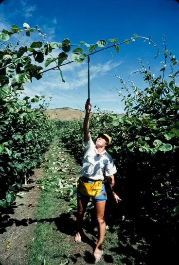 Image: New Zealand Farming and Horticulture: Kiwifruit Vine Thinning