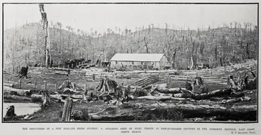 Image: A Shearing Shed Of Split Timber In Newly-Cleared Country In The Gisborne District, East Coast
