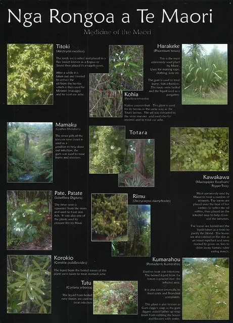 Ngā Rongoā a Te Māori - Medicine of the Māori
