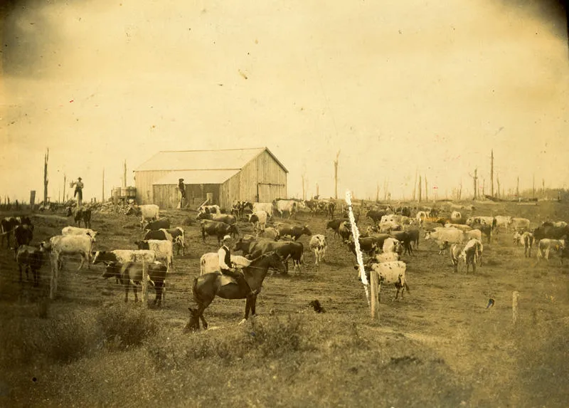 Dairy farm, Auroa Road, South Taranaki