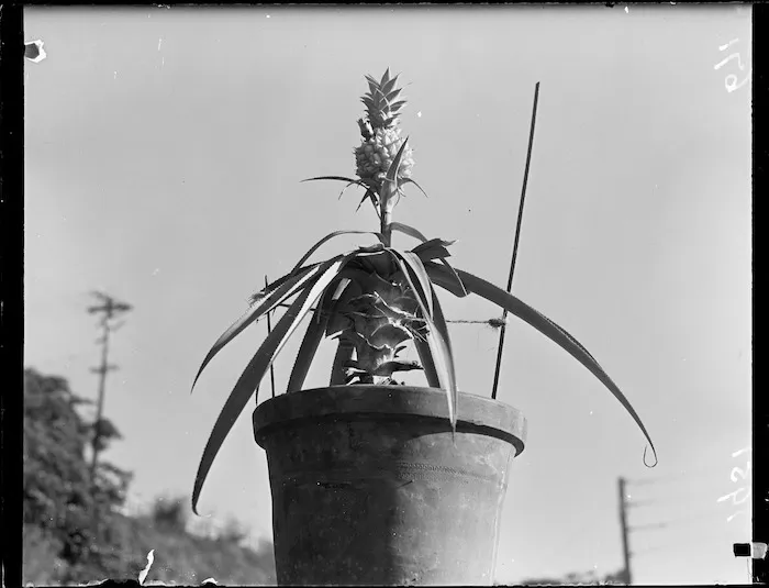 Pineapple growing in a pot