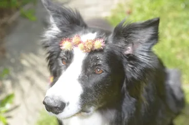 Image: Acaena novae-zelandiae