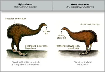 Image: Two moa species