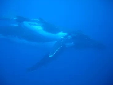 Image: Humpback Whale