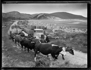 Image: Bullock team at Ākitio, 1941