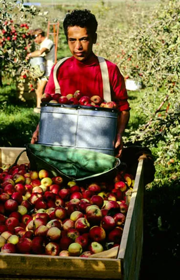 Image: Picking apples
