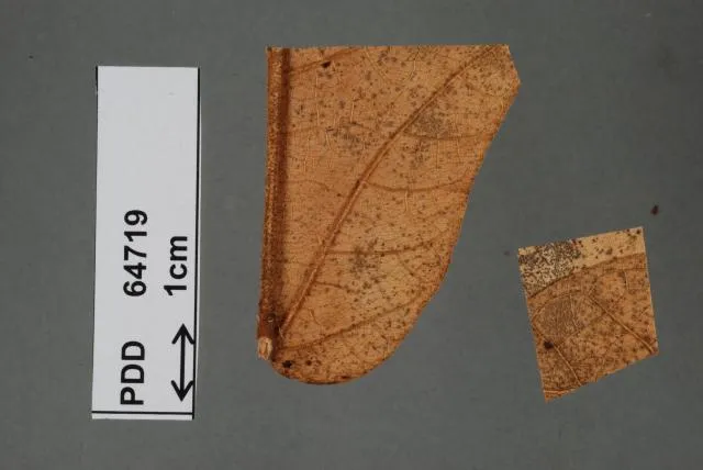 Asteromella clemensae Syd.