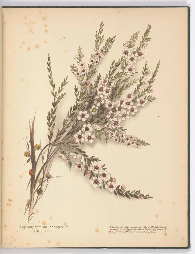 Leptospermum scoparium (Manuka). Plate 7. From the book: New Zealand flowers