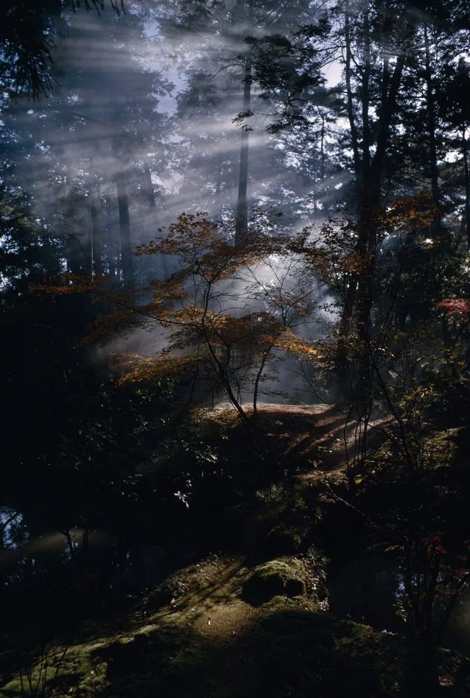 Japan series: forest