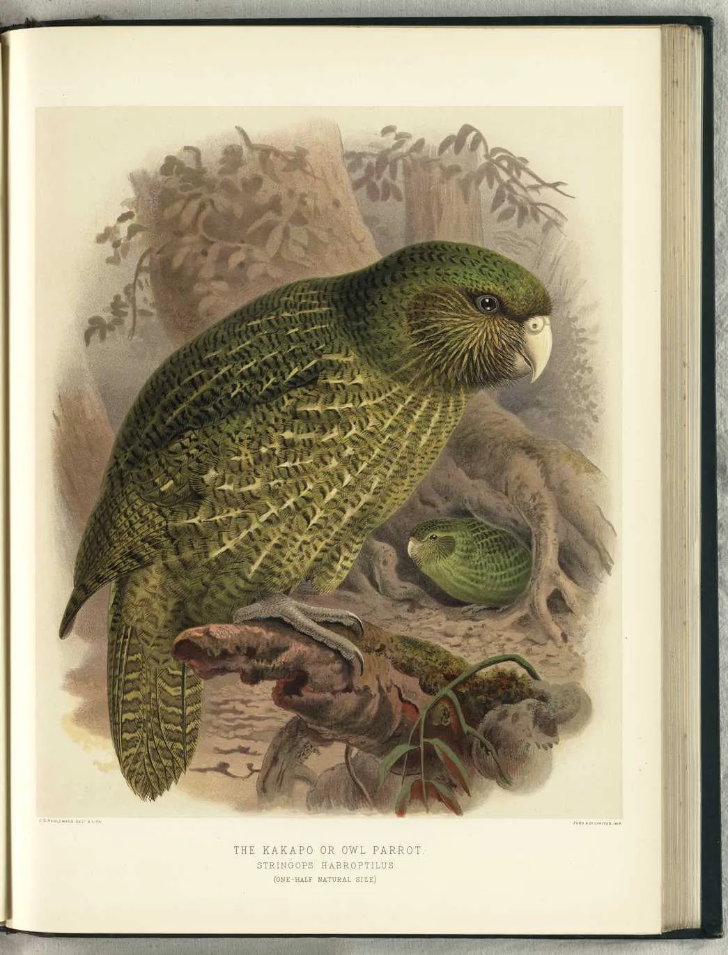 THE KAKAPO OR OWL PARROT — STRINGOPS HABROPTILUS. — (ONE-HALF NATURAL SIZE)