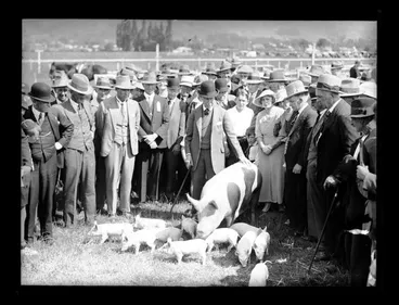 Image: Nelson A & P Show