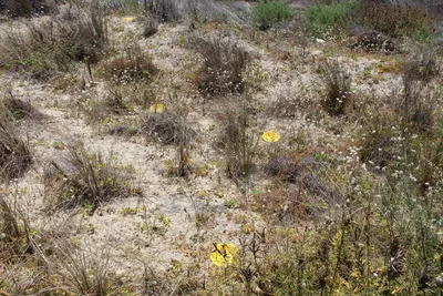 Arthropoda Hexapoda Insecta Ectognatha Pterygota Neoptera Endopterygota Hymenoptera Apocrita CHRYSIDOIDEA BETHYLIDAE