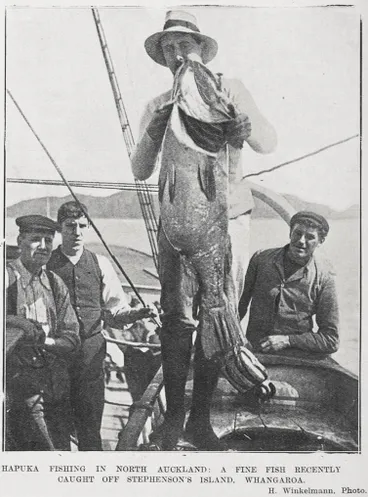 Image: HAPUKA FISHING IN NORTH AUCKLAND: A FINE FISH RECENTLY CAUGHT OFF STEPHENSON'S ISLAND, WHANGAROA