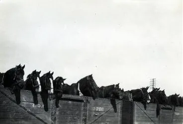 Image: Horses being demobilised : photograph