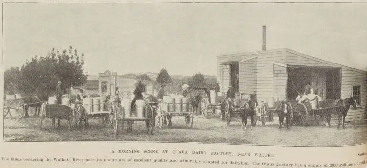 A morning scene at Otaua Dairy Factory, near Waiuku