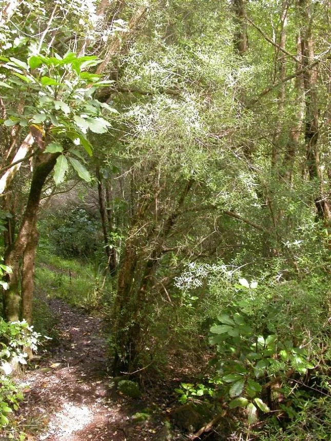 Coprosma linariifolia Hook.f. - Mikimiki, Yellow wood