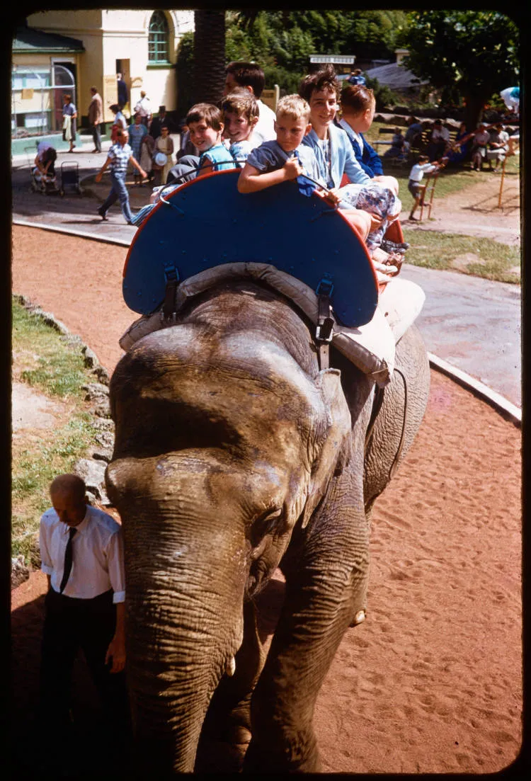 The elephant Jamuna, Auckland Zoo, 1950s